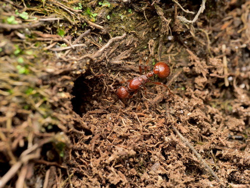 Manica rubida | Esthetic Ants