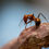 Thumbnail: Macro shot of a Camponotus nicobarensis ant standing on a piece of bark.