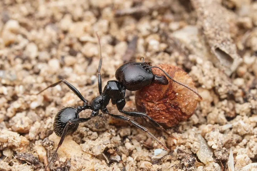 Thumbnail: Messor barbarus worker carrying a seed across sandy ground
