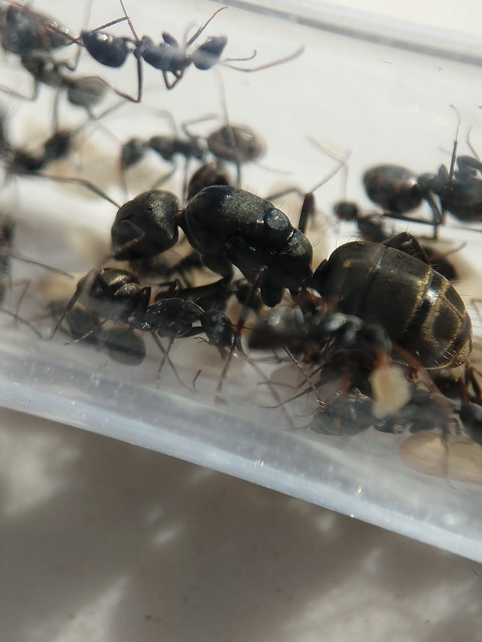 Thumbnail: Camponotus cinctellus