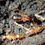 Thumbnail: Camponotus maculatus