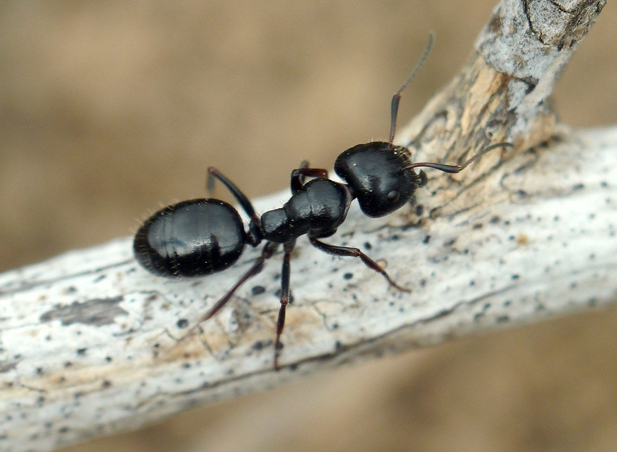 Camponotus piceus