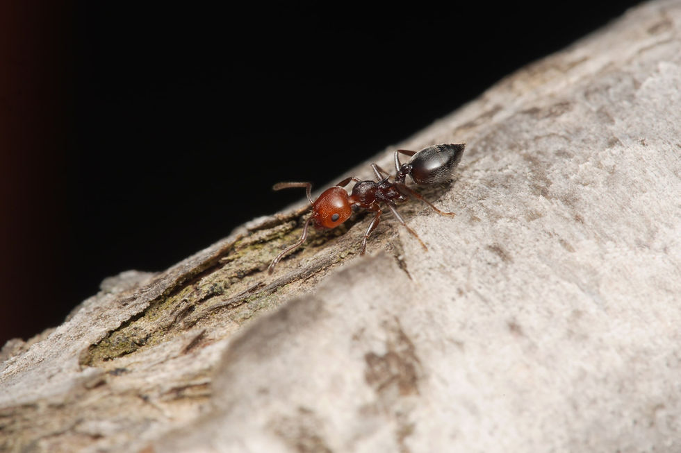 Thumbnail: Crematogaster scutellaris
