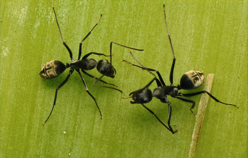 Thumbnail: Camponotus parius