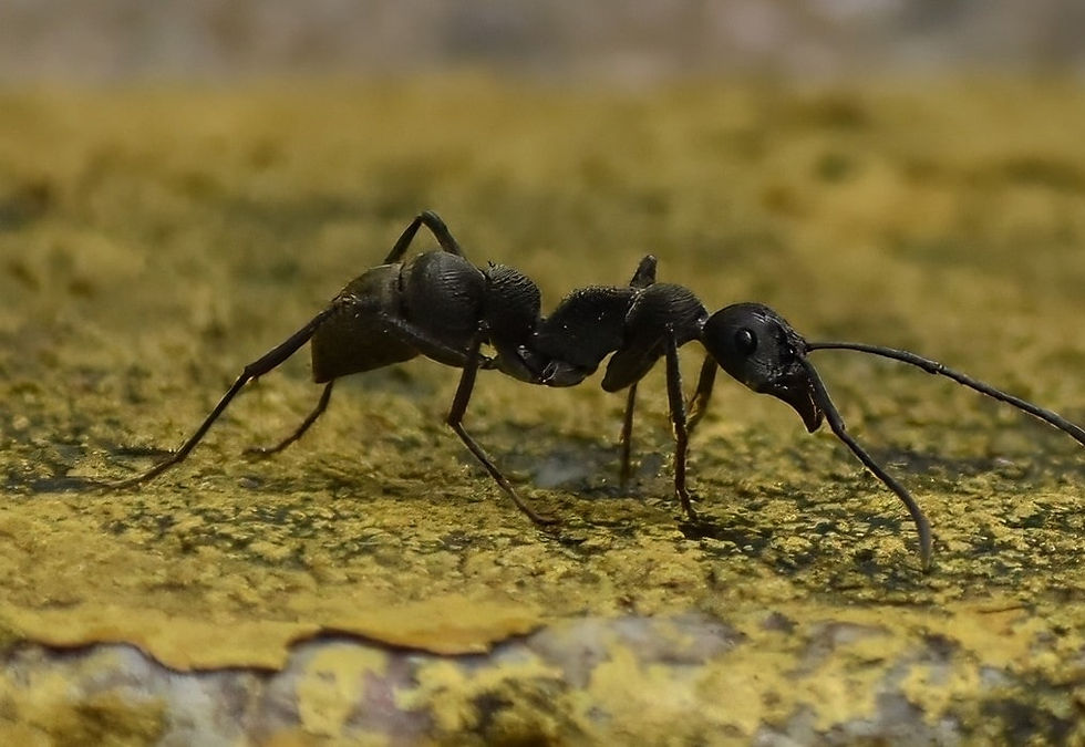 Thumbnail: Diacamma rugosum