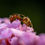Thumbnail: Two Camponotus nicobarensis ants feeding on purple sugary liquid on a flower-like surface.