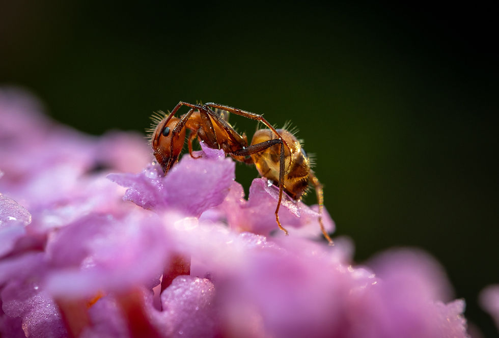 Thumbnail: Two Camponotus nicobarensis ants feeding on purple sugary liquid on a flower-like surface.