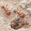Thumbnail: Pogonomyrmex milticida