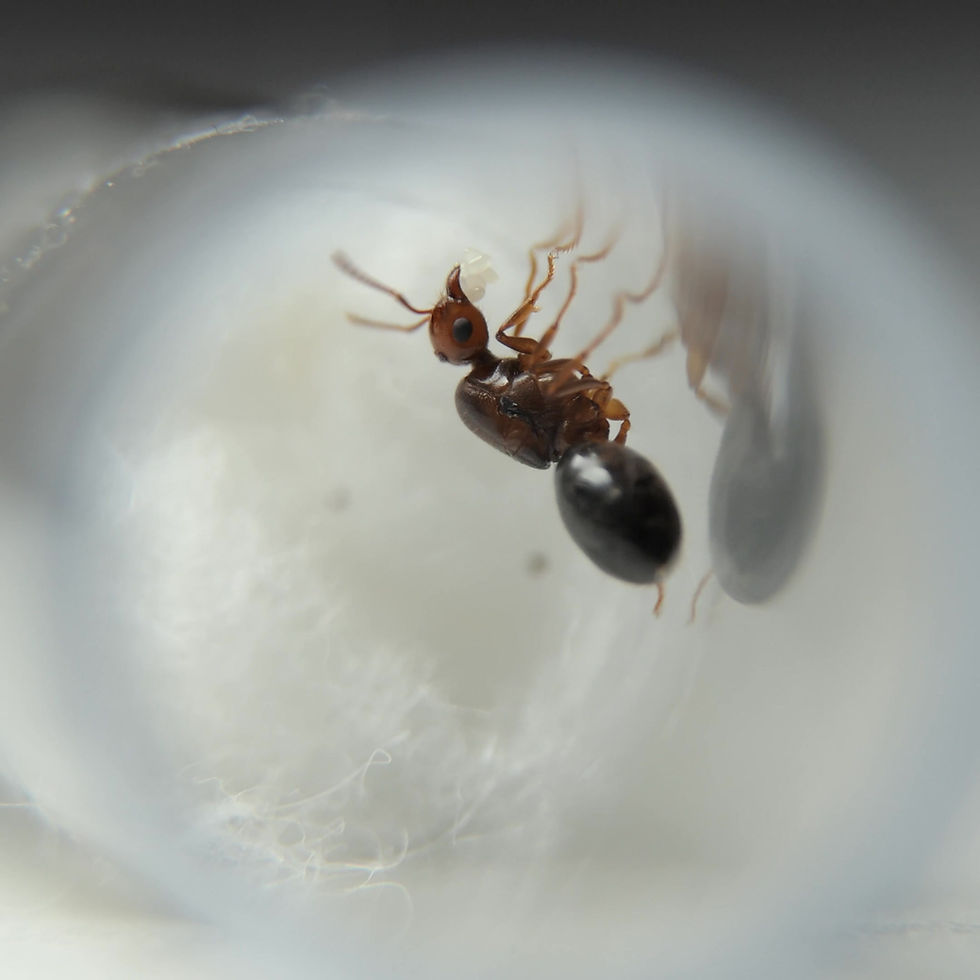 Thumbnail: Crematogaster sp.