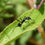 Thumbnail: Aphaenogaster iberica