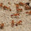 Thumbnail: Pogonomyrmex californicus bicolor