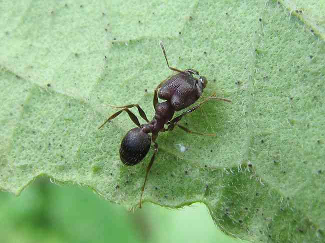 Thumbnail: Pheidole yeensis