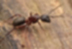 Thumbnail: Camponotus herculeanus