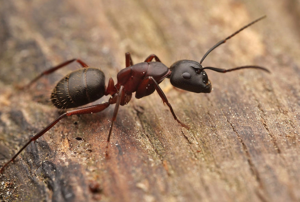 Thumbnail: Camponotus herculeanus