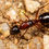 Thumbnail: Camponotus texanus
