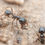 Thumbnail: Pheidole militicida
