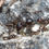 Thumbnail: Pheidole rhea