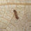 Thumbnail: Temnothorax nylanderi