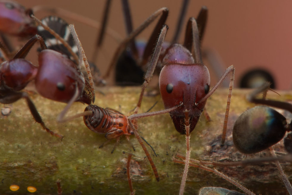 Thumbnail: Iridomyrmex purpureus