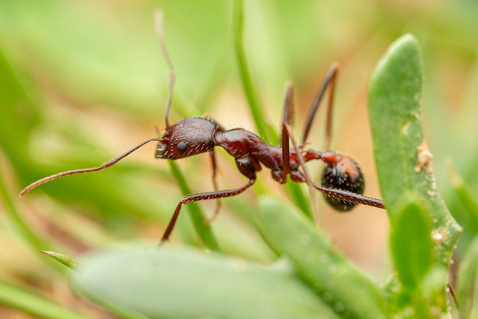 Thumbnail: Novomessor cockerelli