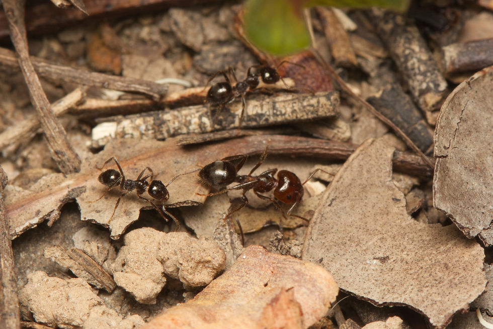 Thumbnail: Notoncus capitatus