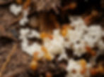 Thumbnail: Lasius flavus