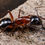 Thumbnail: Camponotus texanus