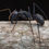 Thumbnail: Camponotus angusticollis