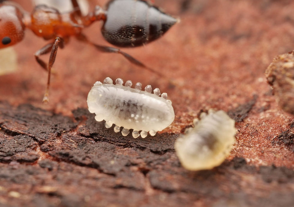 Thumbnail: Crematogaster schmidti