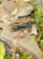 Thumbnail: Pseudoneoponera rufipes