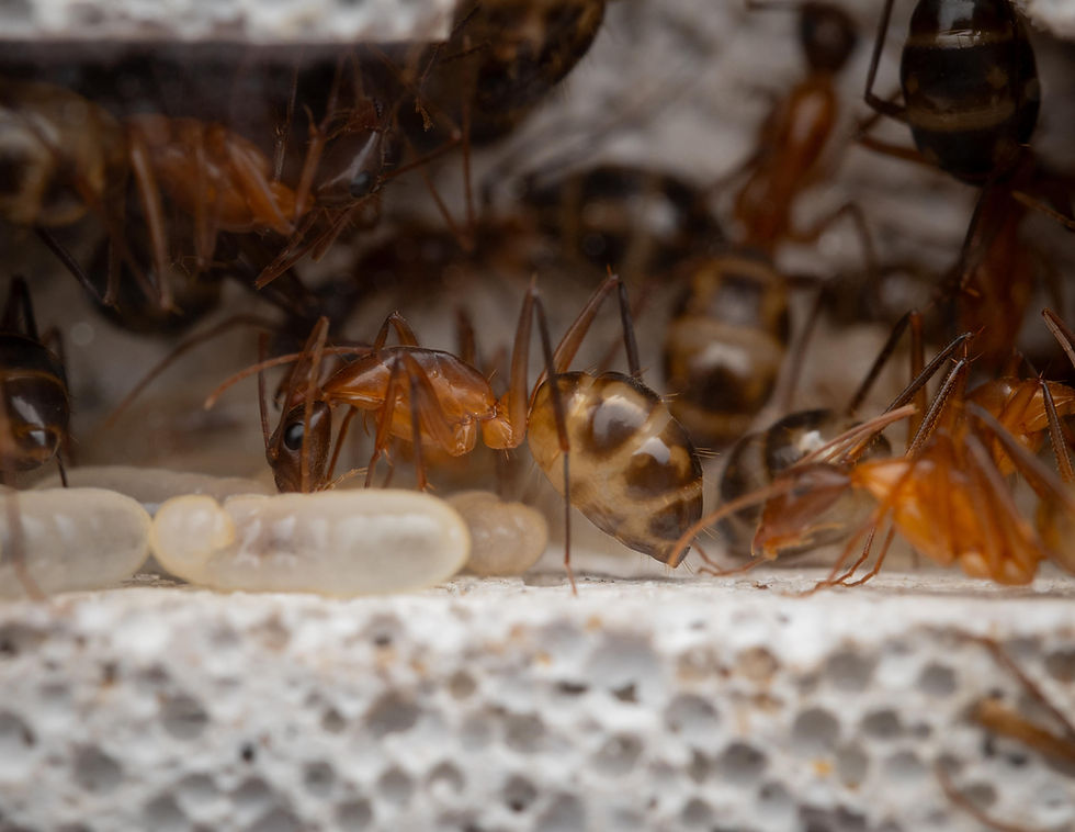 Thumbnail: Camponotus Maculatus