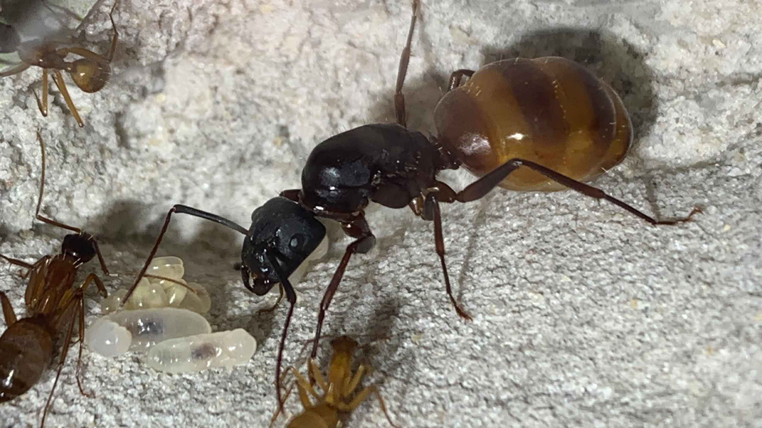 Camponotus CA-02