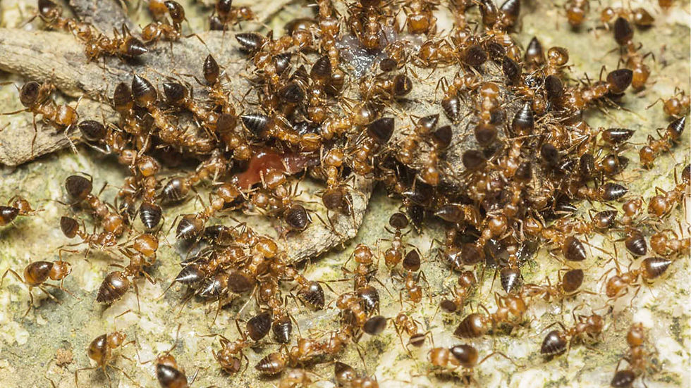 Thumbnail: Crematogaster rogenhoferi