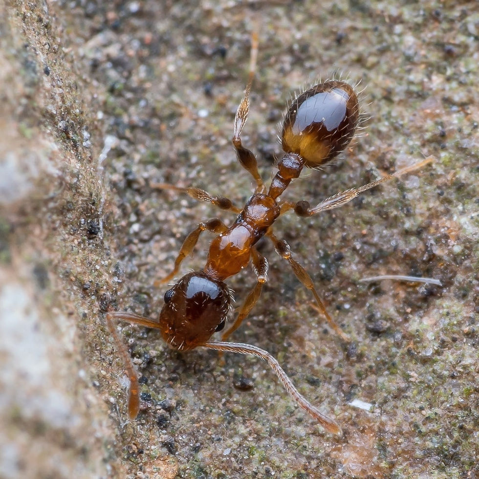 Temnothorax recedens