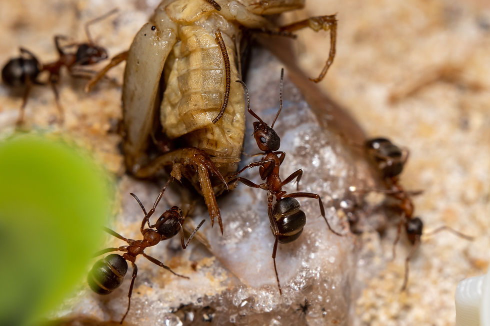 Thumbnail: Formica sanguinea
