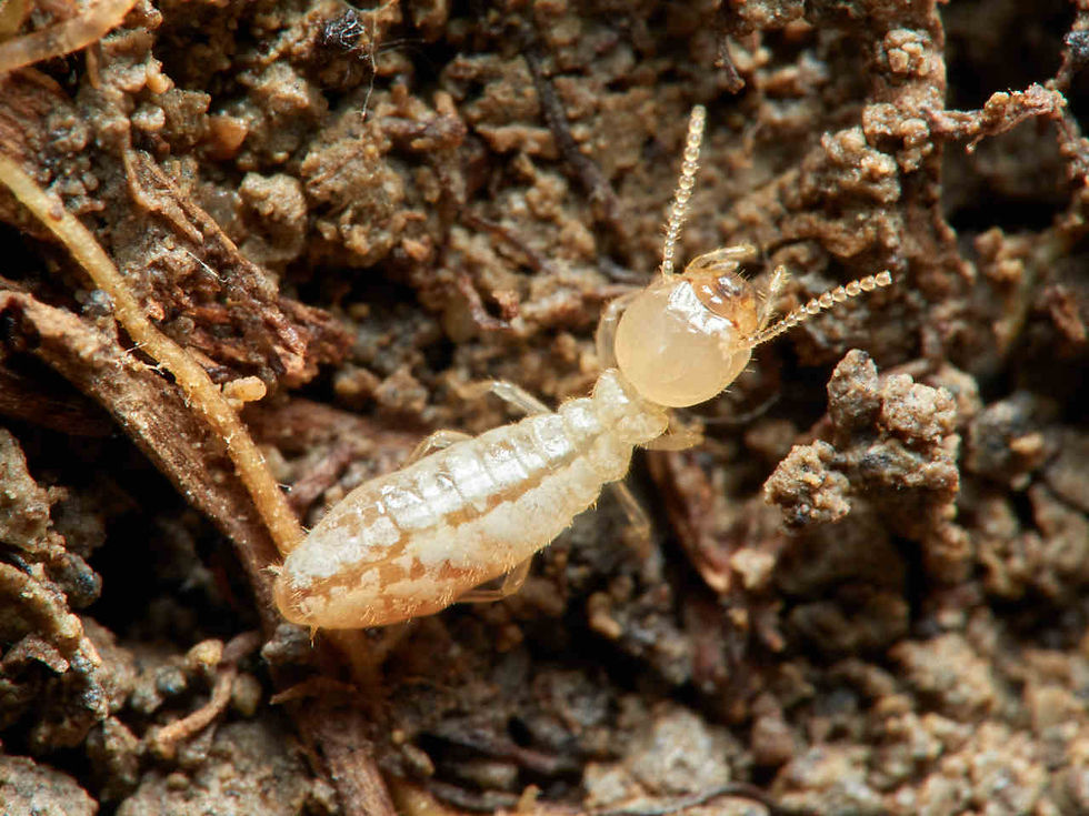 Thumbnail: Reticulitermes grassei