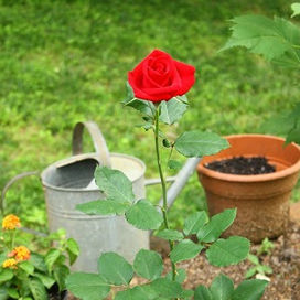 When Tragedy Strikes What Are the Priorities? 