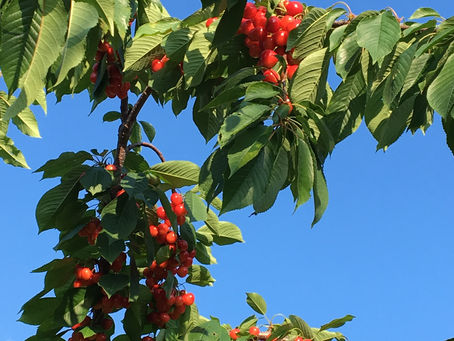 Country Mouse, City Mouse