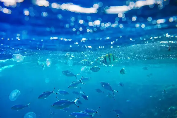 crystal-bay-exuma-tropical-fish.webp