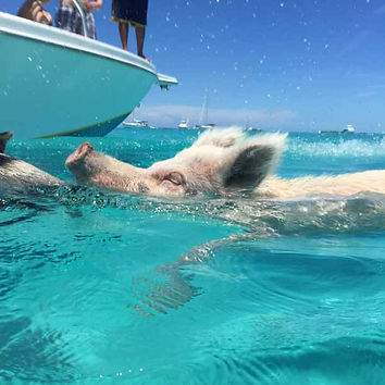 swimming pig approaching crystal bay boat excursions boat for food