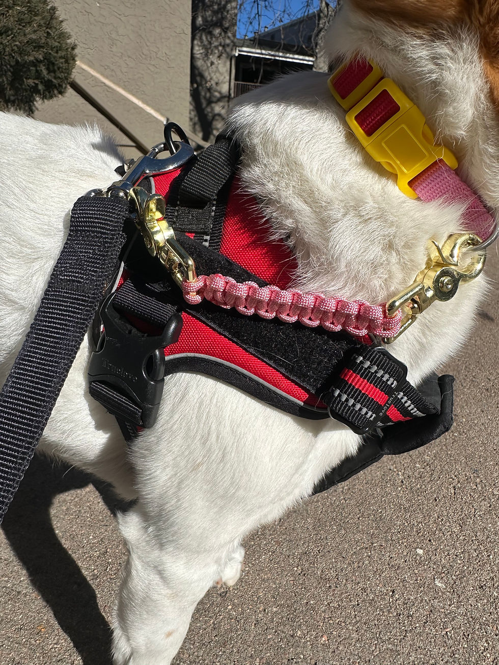 Thumbnail: Dog Collar Safety Dual Clip