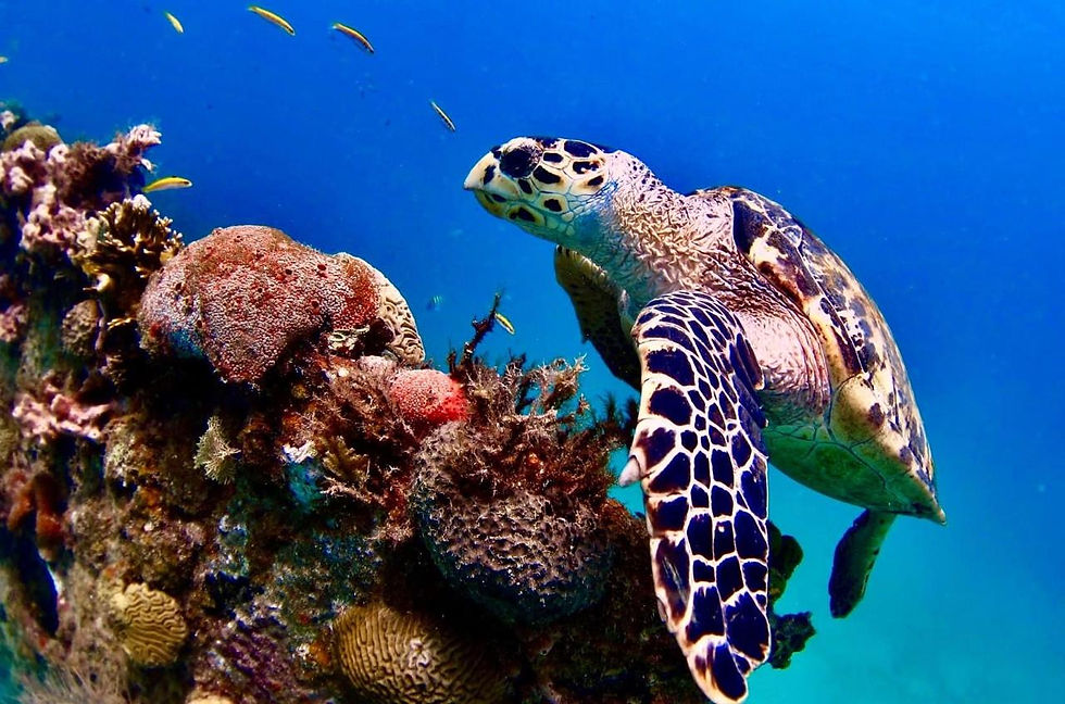 A hawksbill turtle at the Tulum reef — moments like this are why you come