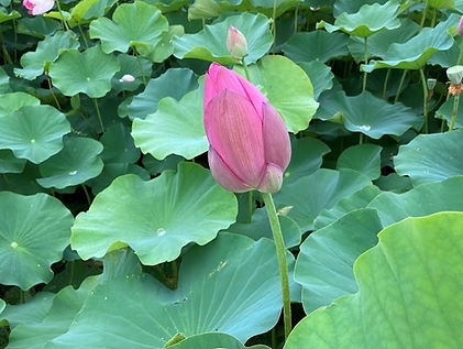 蓮の花のつぼみ