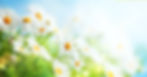 きれいな花