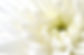 お葬式用の菊の花