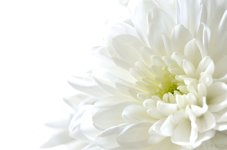菊の花