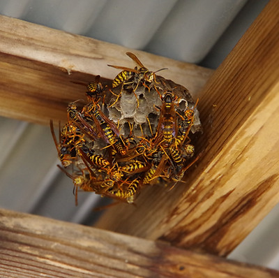 蜂駆除前の巣