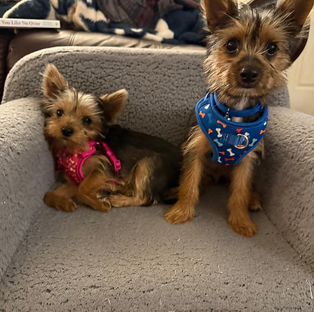 Christy pups 2025.jfif
