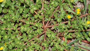 This Super Weed’s Clues for Drought-Resilient Turfgrass