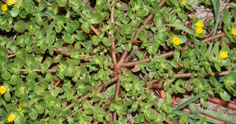Overhead view of purslane weed